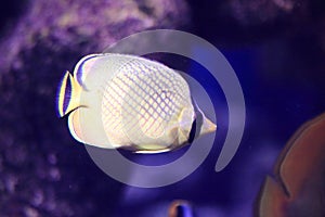 Latticed butterflyfish photo