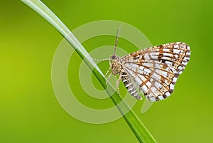 Latticed Heath - Chiasmia clathrata