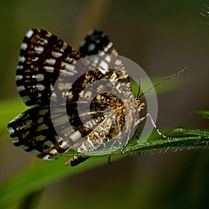 Latticed heath, Chiasmia clathrata is a moth of the family Geometridae