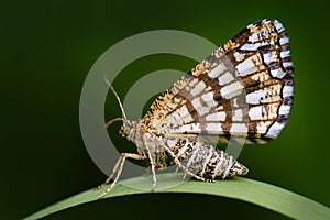 Latticed heath, Chiasmia clathrata, is a moth of the family Geometridae. Beautiful nigt butterfly sitting on the green grass leave