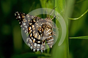 Latticed heath, Chiasmia clathrata is a moth of the family Geometridae photo
