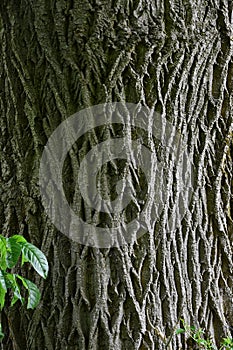 Latticework Pattern, Ash Tree Bark