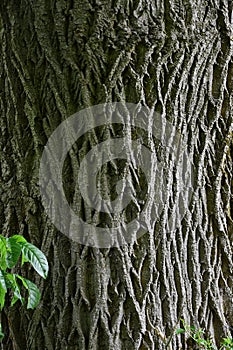 Latticework Pattern, Ash Tree Bark photo