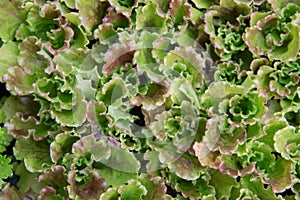 Lattughino or Canasta salad, with open head and curly wavy leaves. photo