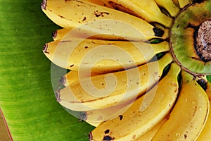 Latundan banana. photo