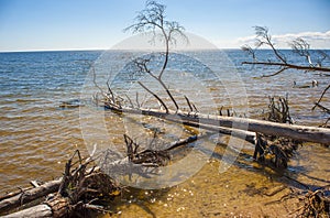 Latvia, cape Kolka, Gulf of Riga. The trees lie in water at the