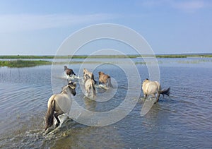 Latvia. Engures lake.
