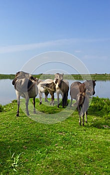 Latvia. Engures lake.