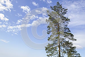 Latvia nature. The top of a pine tree against a blue sky with white clouds on a sunny day.