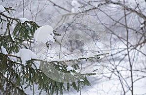 Latvian countryside in Winter, February 2021 photo