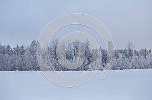 Latvian countryside in Winter, February 2021 photo