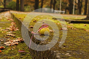 Latvian flag with apple in autumn