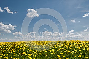 Latvian landscape with white cumulus clouds in blue sky over blooming dandelion field in summer day