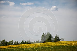 Latvian landscape with white cumulus clouds in blue sky over blooming dandelion field in summer day