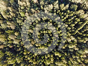 Latvian wood lanscape from drone