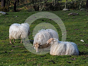 Latxa sheep grazing in the meadows of Mount Jaizkibel in the Basque Country photo