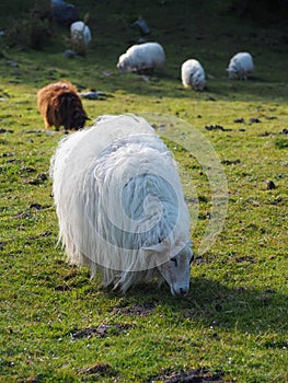 Latxa sheep grazing in the meadows of Mount Jaizkibel in the Basque Country