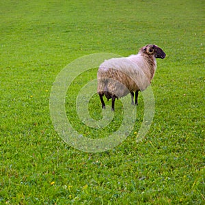 Latxa sheep in Pyrenees of Navarra grazing in meadow