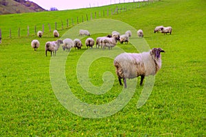 Latxa sheep in Pyrenees of Navarra grazing in meadow
