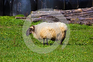 Latxa sheep in Pyrenees of Navarra grazing in meadow