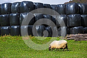 Latxa sheep in Pyrenees of Navarra grazing in meadow