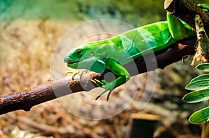 The Lau banded iguana Brachylophus fasciatus