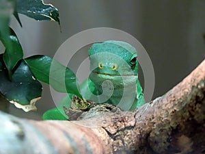 Lau banded iguana Brachylophus fasciatus, Fiji banded iguana, Der Kurzkammleguan oder GebÃ¤nderter Fidschileguan - Zoo ZÃ¼rich