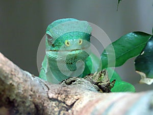 Lau banded iguana Brachylophus fasciatus, Fiji banded iguana, Der Kurzkammleguan oder GebÃ¤nderter Fidschileguan - Zoo ZÃ¼rich