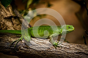 Lau Banded Iguana portrait in nature park