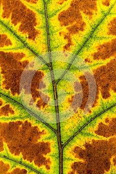 Laubblatt im Herbst im Detail mit drei Farben photo