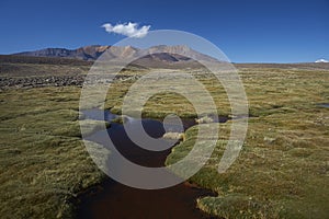 Lauca National Park, Chile photo