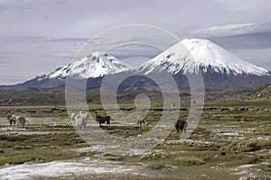 Lauca National Park Chile photo