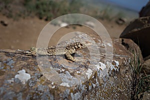 Laudakia caucasia: The Caucasian agama Paralaudakia caucasia