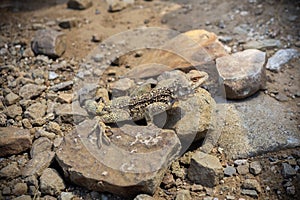 Laudakia caucasia: The Caucasian agama Paralaudakia caucasia