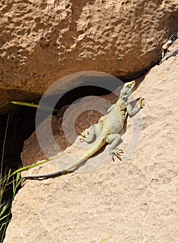 Laudakia nupta , Large-scaled Rock Agama