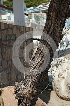 Laudakia stellio daani, Stellagama stellio daani, crawling on a tree Tamarix spec. in August in Pefki. Rhodes Island, Greece