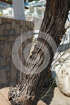 Laudakia stellio daani, Stellagama stellio daani, crawling on a tree Tamarix spec. in August in Pefki. Rhodes Island, Greece