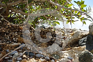 Laudakia stellio daani, Stellagama stellio daani, hiding on rocks under a bush in August in Pefki. Rhodes Island, Greece