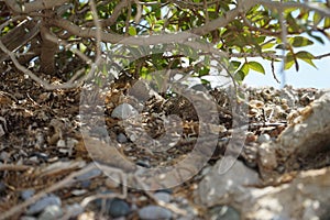 Laudakia stellio daani, Stellagama stellio daani, hiding on rocks under a bush in August in Pefki. Rhodes Island, Greece