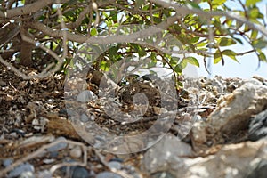 Laudakia stellio daani, Stellagama stellio daani, hiding on rocks under a bush in August in Pefki. Rhodes Island, Greece