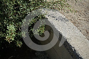 Laudakia stellio daani, Stellagama stellio daani, running along a stone wall near a bush in September. Rhodes Island, Greece