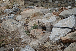 Laudakia stellio running over stones in August in Pefki. Rhodes Island, Greece
