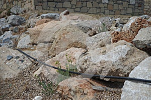 Laudakia stellio running over stones in August in Pefki. Rhodes Island, Greece