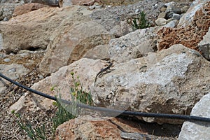 Laudakia stellio running over stones in August in Pefki. Rhodes Island, Greece