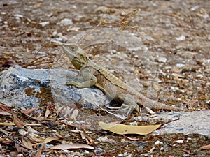 Laudakia stellio is a type of agamid lizard sitting on a stone in summer in Cyprus.