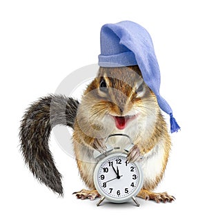 Laughable animal chipmunk with clock and sleeping hat