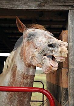 Laughing Appaloosa