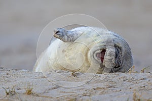 Laughing baby seal