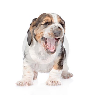 Laughing basset hound puppy. isolated on white background