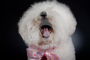 Laughing bichon frise